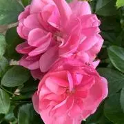 Lindaの画像