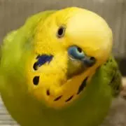 ヨイコ