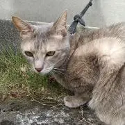 ぐれさん0307の画像