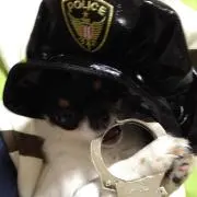 涼菜