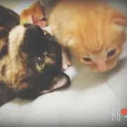 まよ