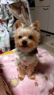 わんちゃんかわいいの画像