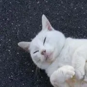 きんの画像