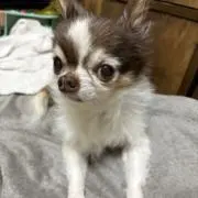 MOKA