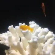 てんの画像