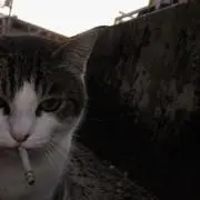 猫飼の画像