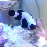 ケイ