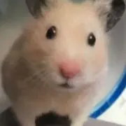 ハムスター1の画像