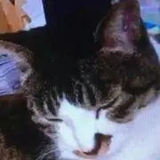 ちろるん