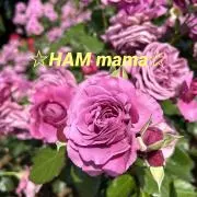 ☆HAMmama☆の画像