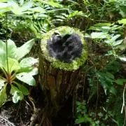 toumorokoshiの画像