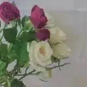mntの画像
