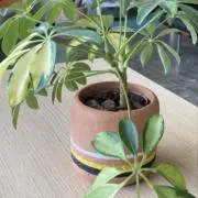 ふらいどぽてとの画像