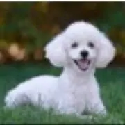 SNOOPY