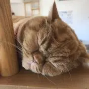 みか