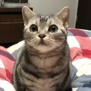 りずままの画像