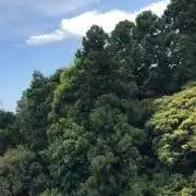 ウッド