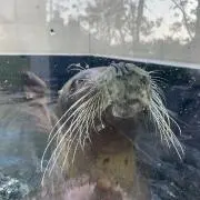 ぽんの画像