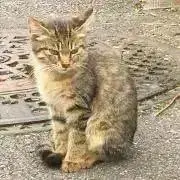 東鳥の画像
