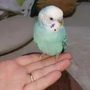 はるすけマン∠( ・`ω・´)／