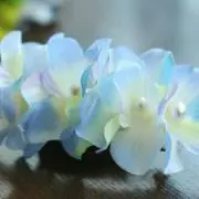 kinokoの画像