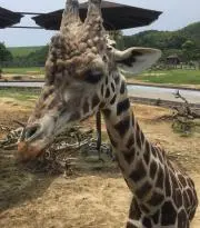 チェジの画像