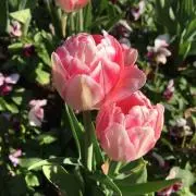 ももこの画像