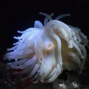 かの画像