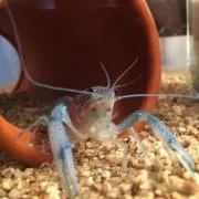 めろたん
