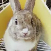 うさメロ