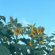 ちびのの画像