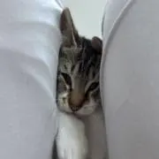ぶっちの画像