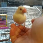 し〜なの画像