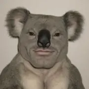 コアラの画像