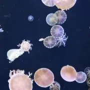 のちんの画像
