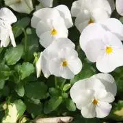 とろろの画像