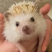 Riの画像