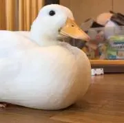 即購入可の画像