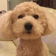 はるみの画像