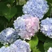 あん&ちこの画像