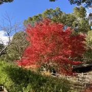 minoの画像