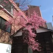 さくら