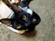 めがねの画像