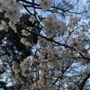 さつまいもの画像