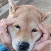 こたちゃんの画像