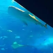 たもの画像