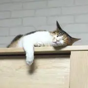 Tokuraの画像