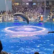 ちゃんたまの画像