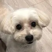kukuna0927の画像