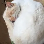 shi_の画像